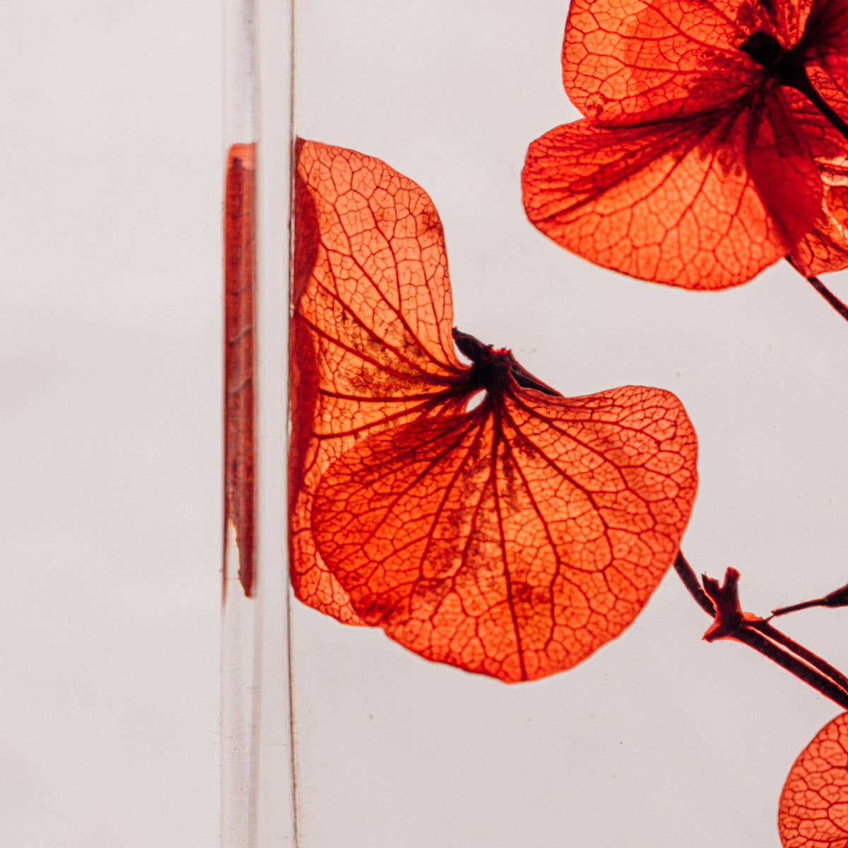 Close-up of red dried flowers on a white background