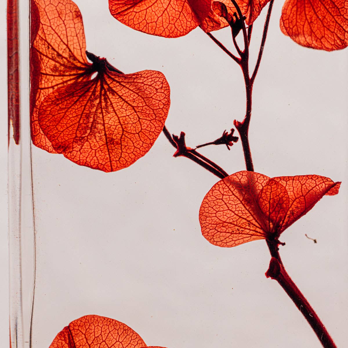 Close-up of red leaves on a branch against a light background