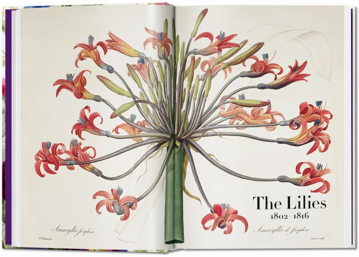 The Book of Flowers Pierre-Joseph Redoute
