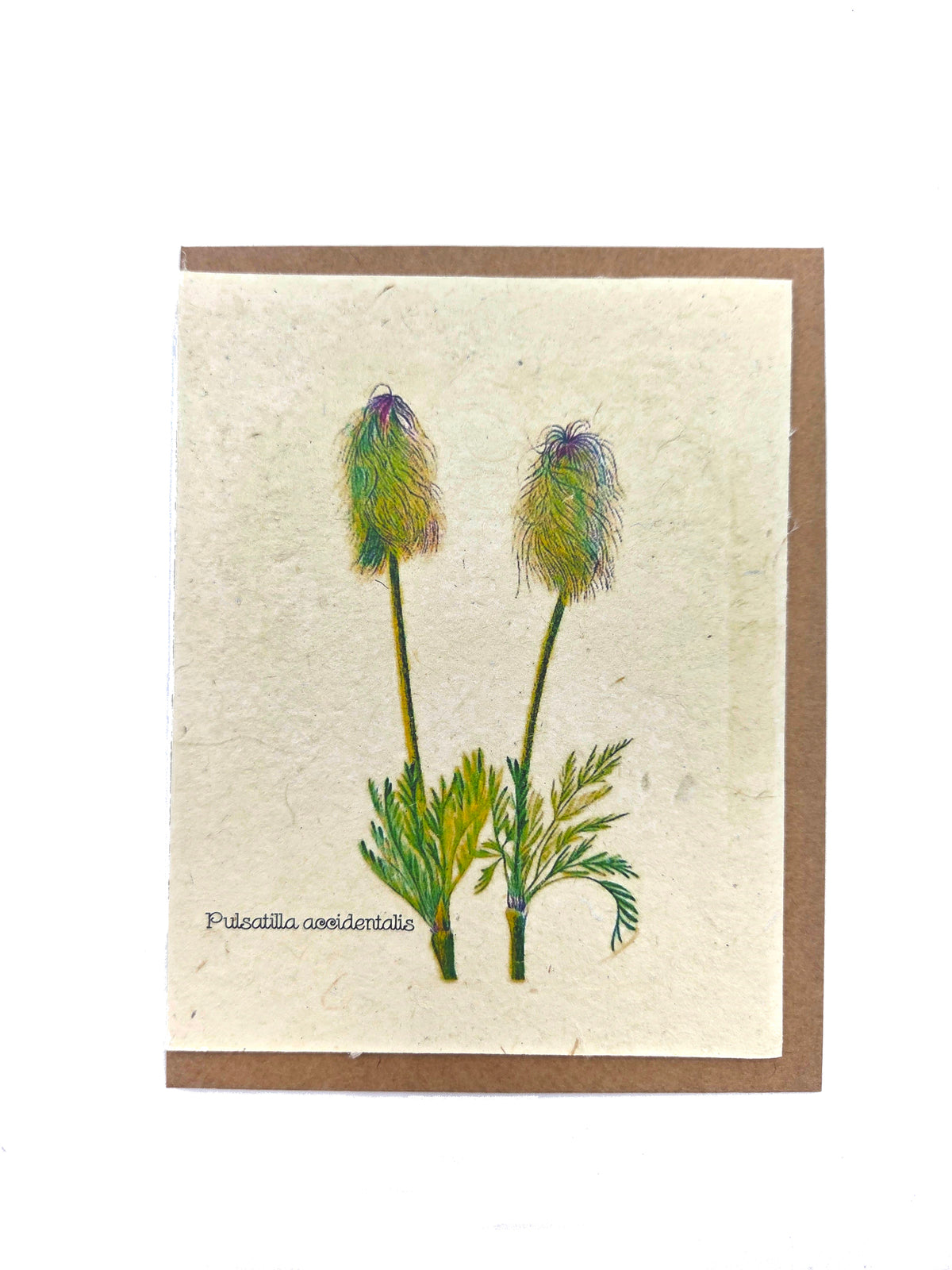 Pulsatilla Accidentalis Plantable Seed Card