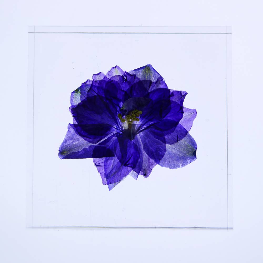 Larkspur Sola Cube
