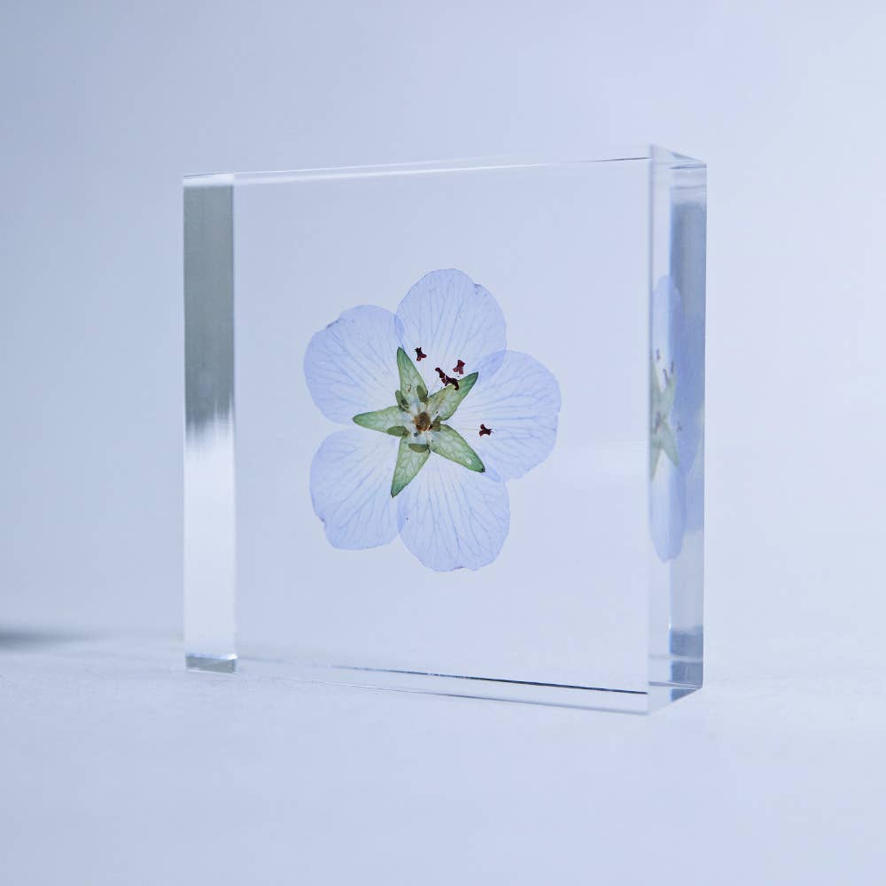 Nemophila Sola Cube
