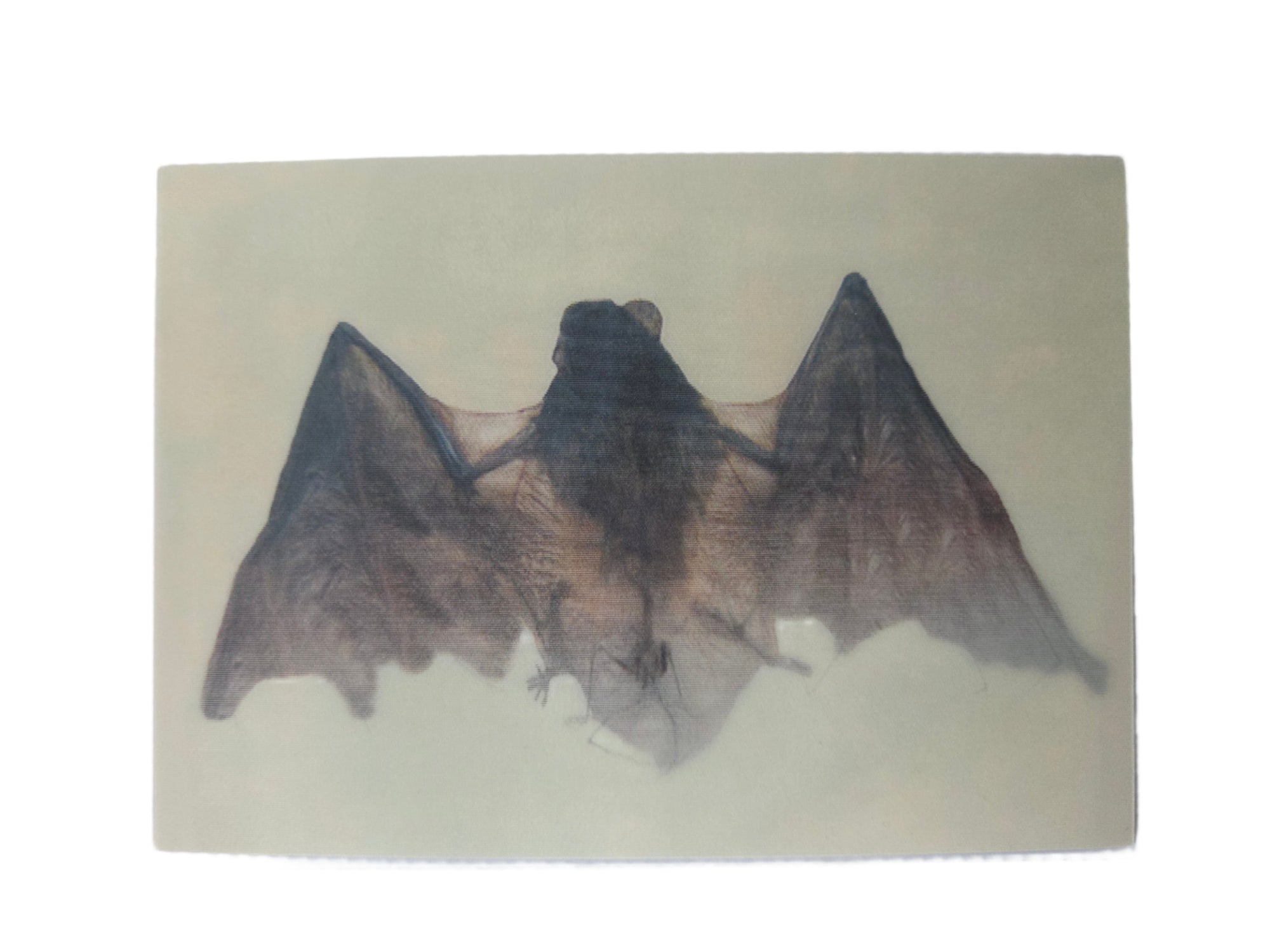 Artistic depiction of a bat on a beige background