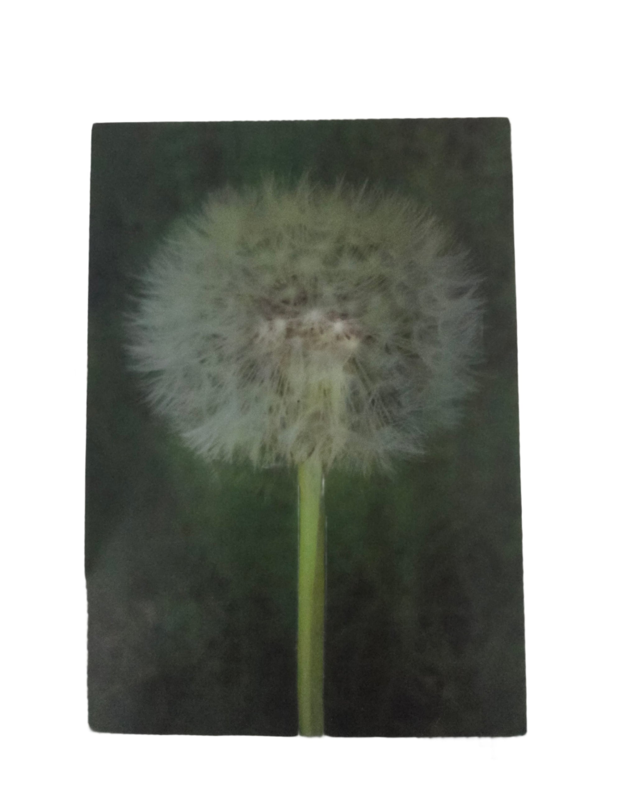 Close-up of a dandelion seed head on a white background