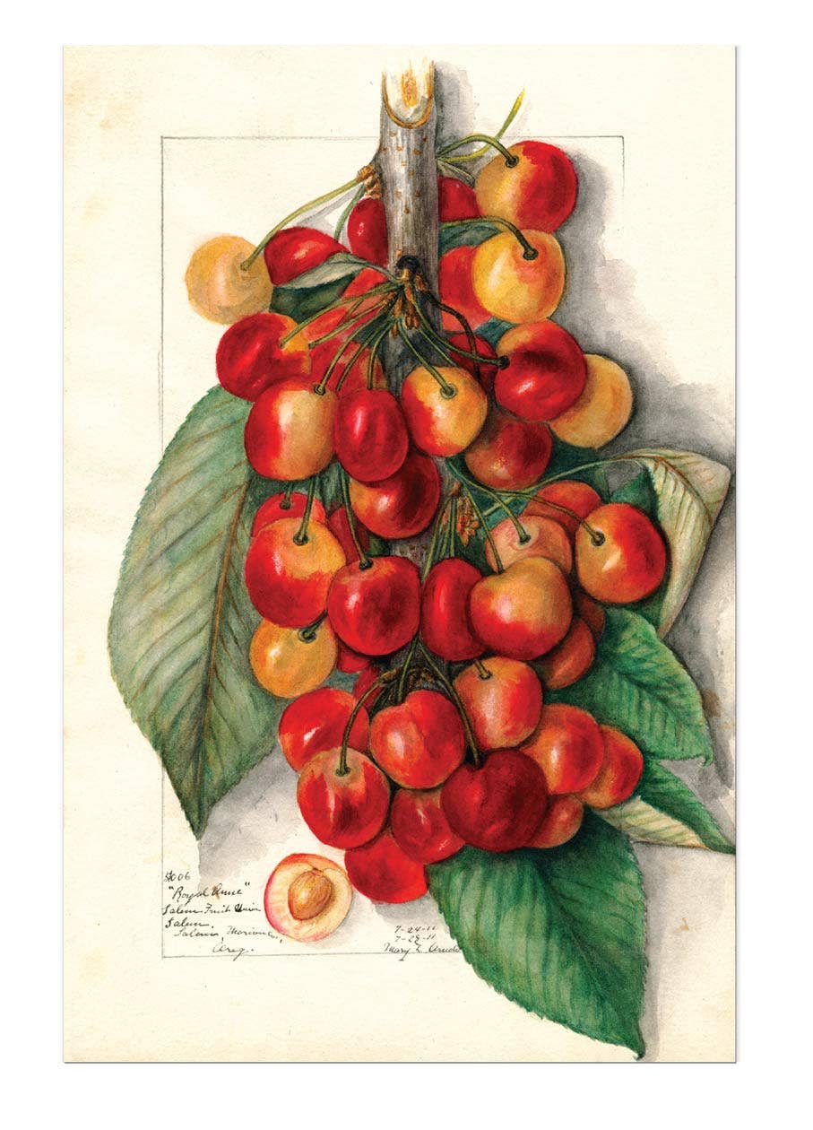 Fabulous Fruits - Everyday Boxed Cards