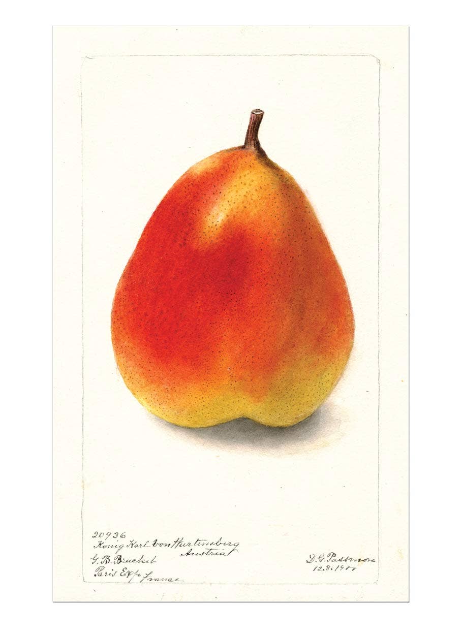 Fabulous Fruits - Everyday Boxed Cards