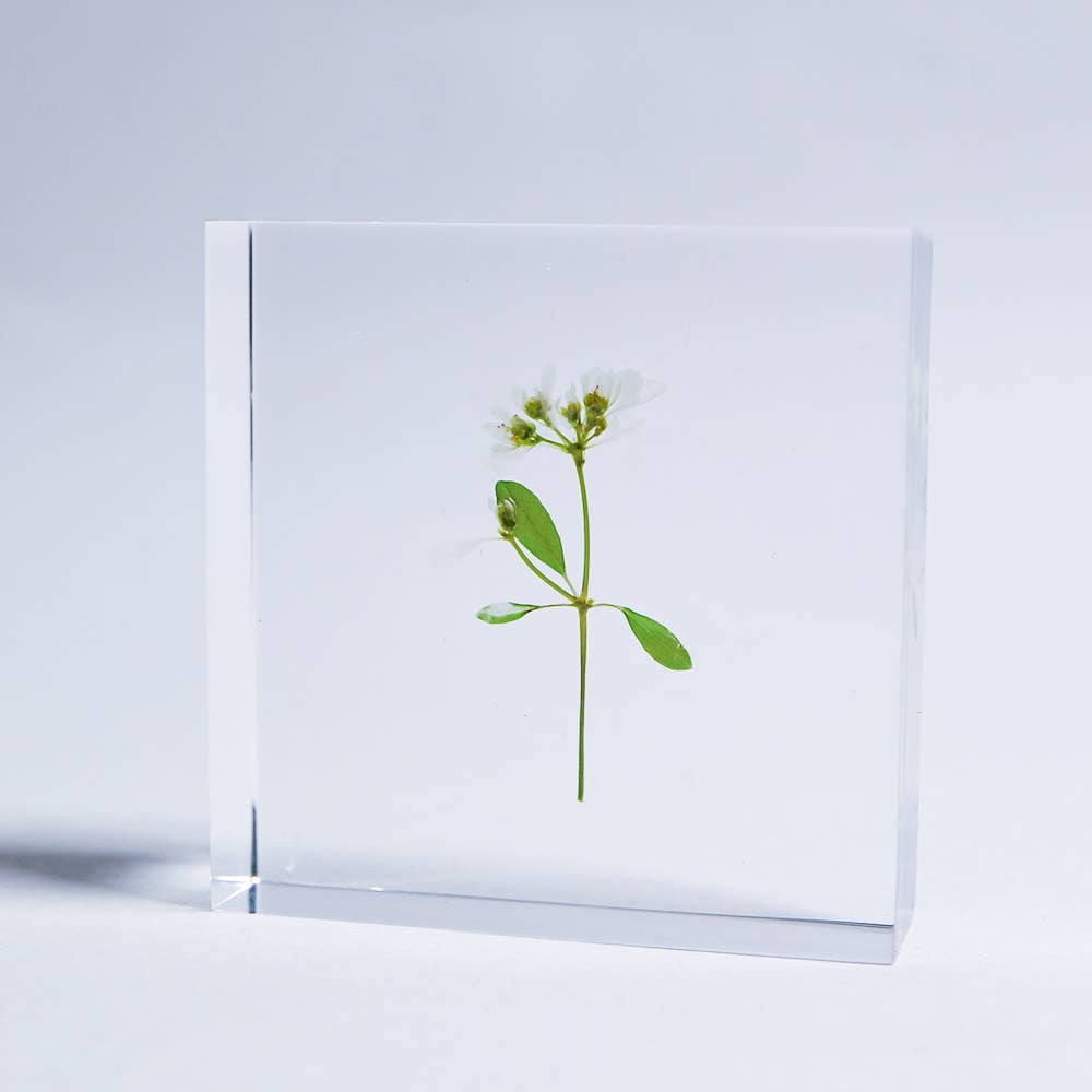 Euphorbia Sola Cube
