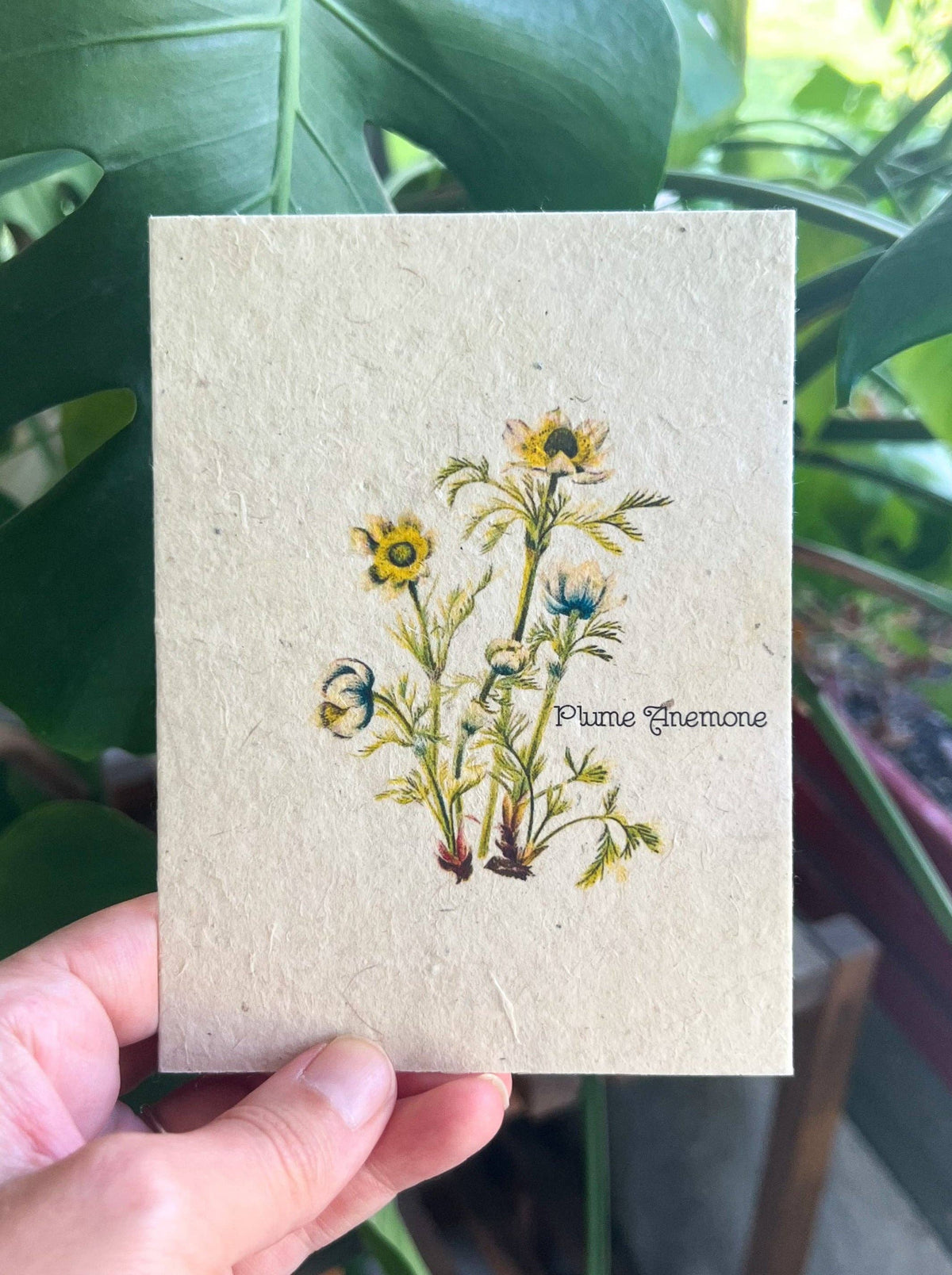 Plume Anemone Plantable Seed Card