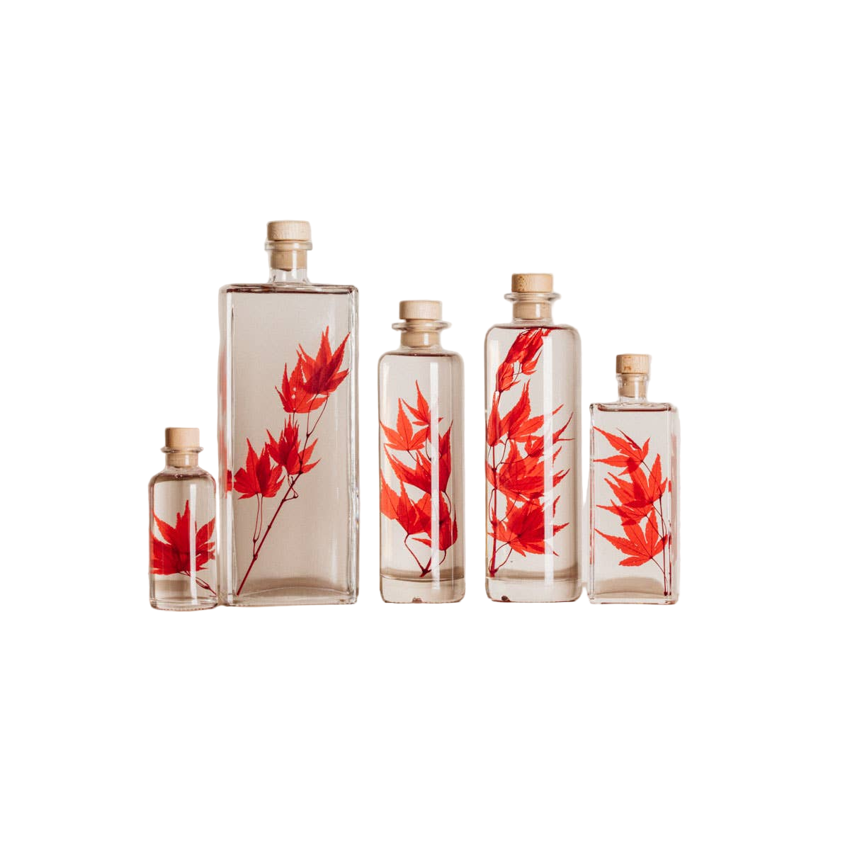 Red Maple Herbarium submerged plant