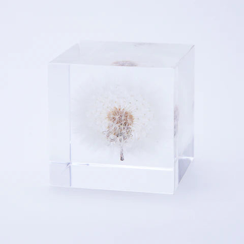 Dandelion Sola Cube (1.6&quot;)