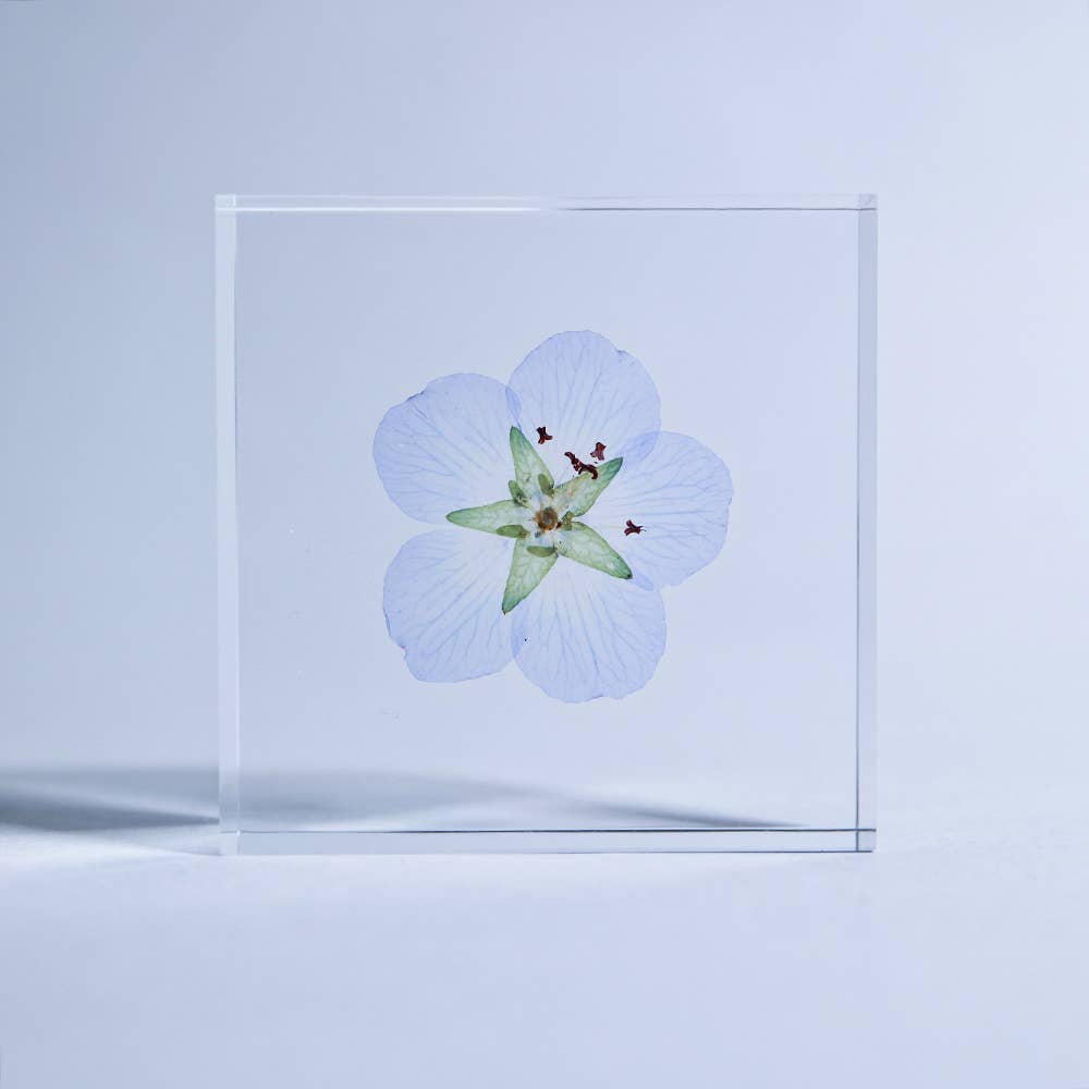 Nemophila Sola Cube