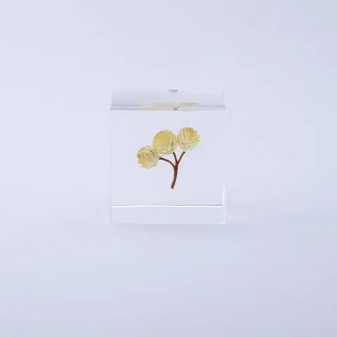 Immortelle Sola Cube