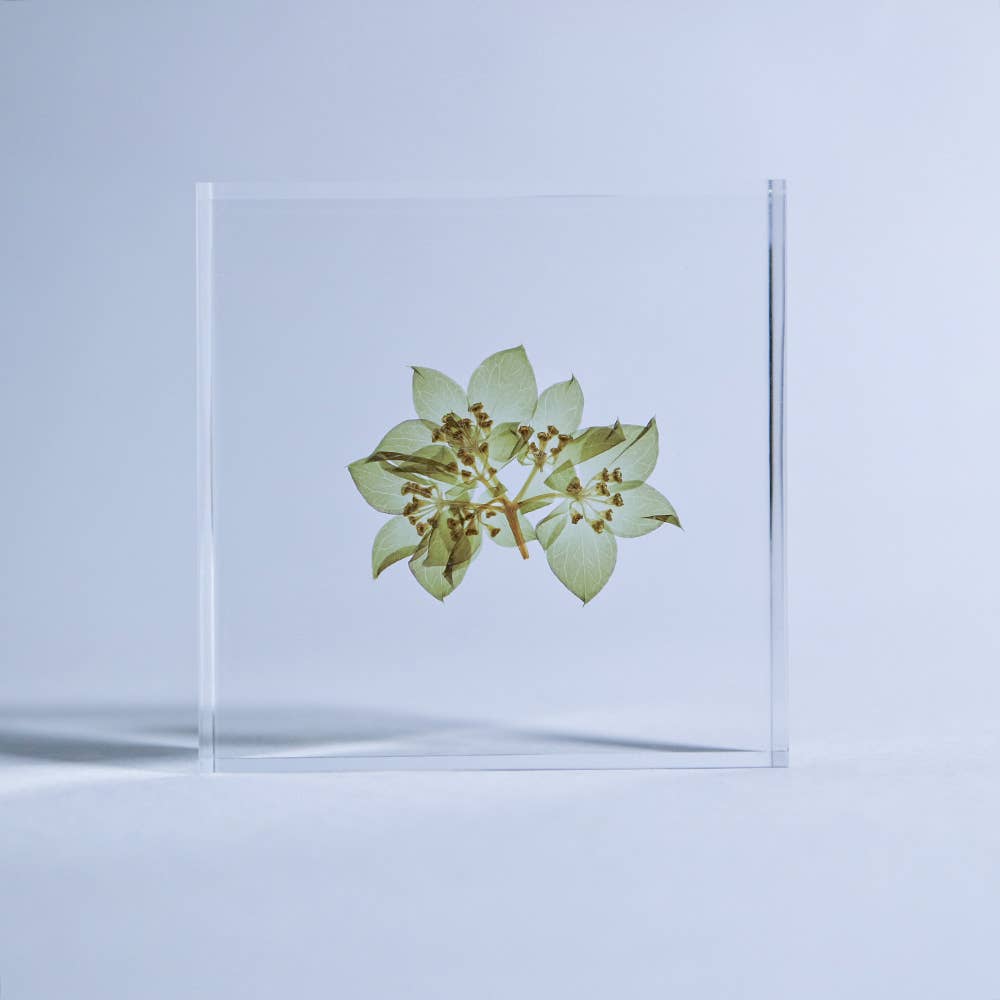 Hare's Ear Sola Cube