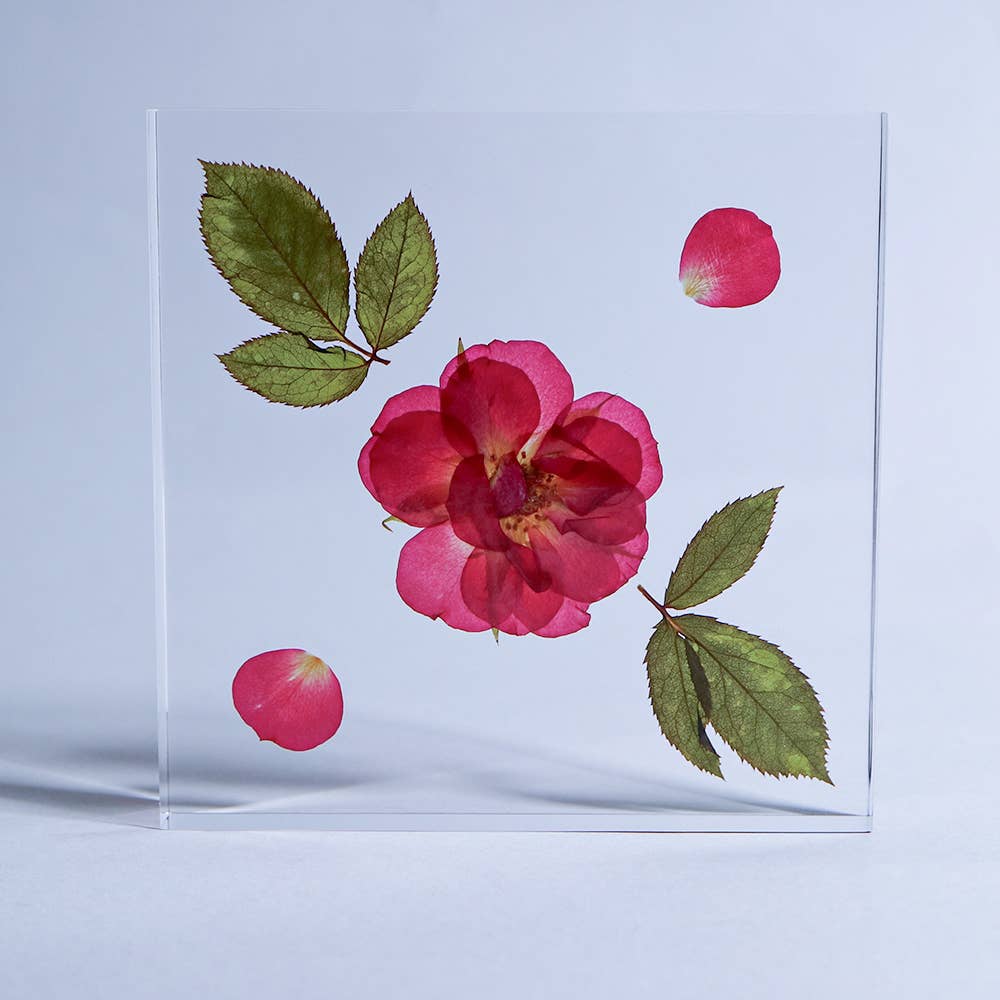 Rose / Large Sola Cube