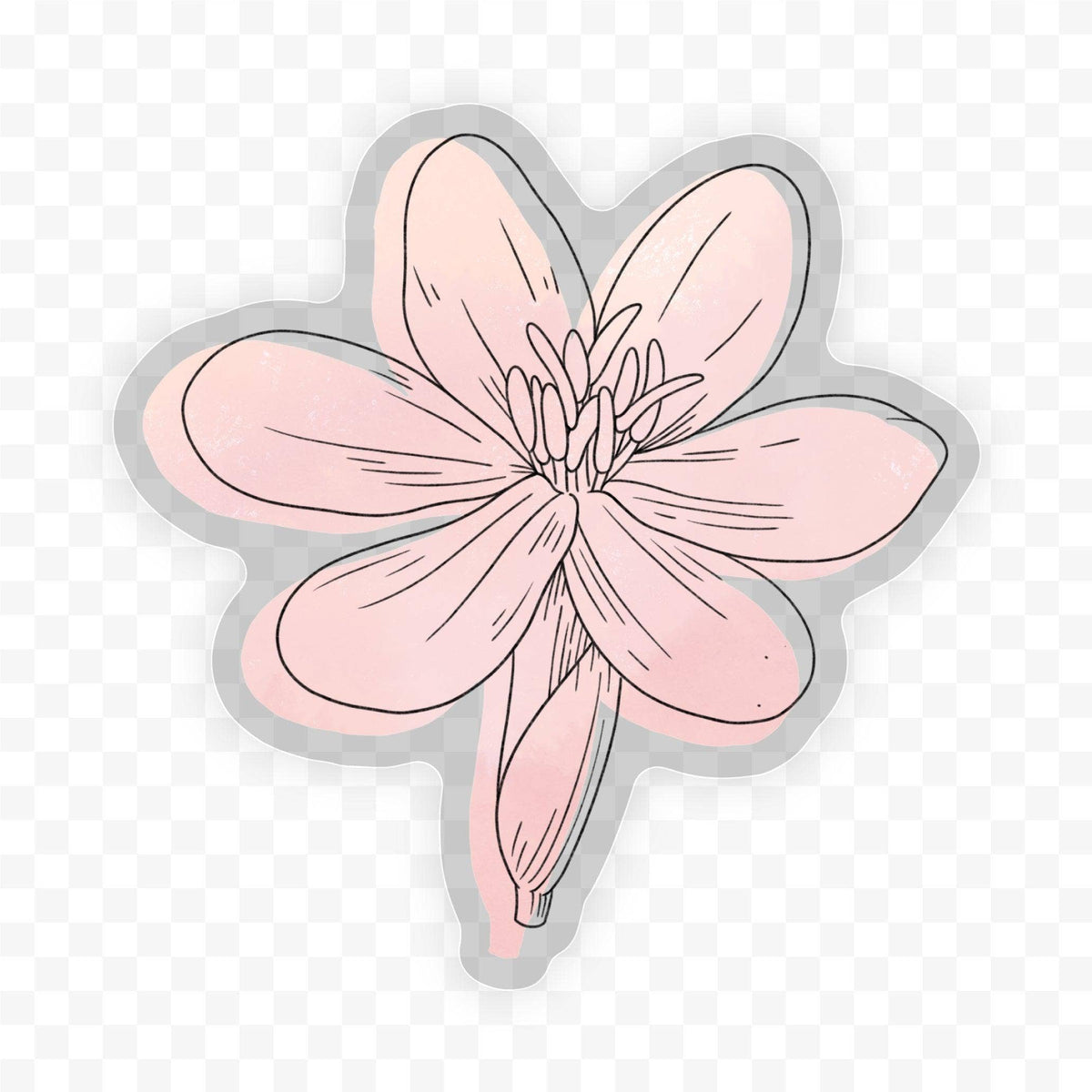 Eleutherine Bulbosa Clear Sticker