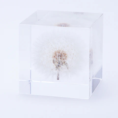 Dandelion Sola Cube (2&quot;)