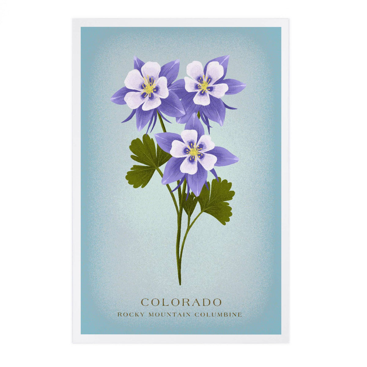 Rocky Mountain Columbine Postcard