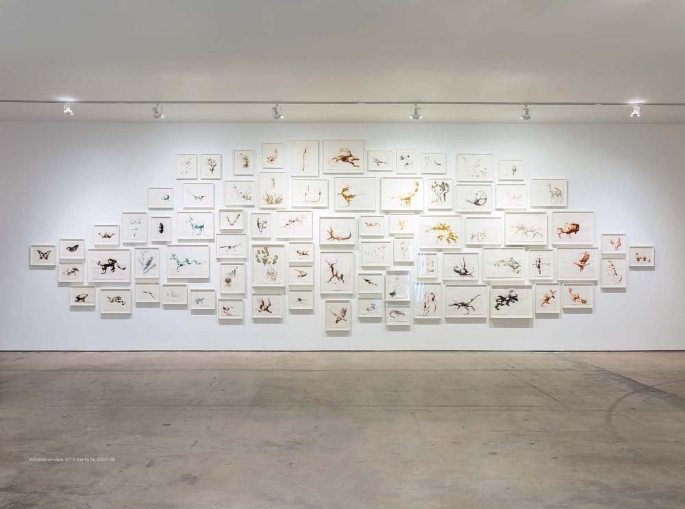 Alexis Rockman: New Mexico Field Drawings