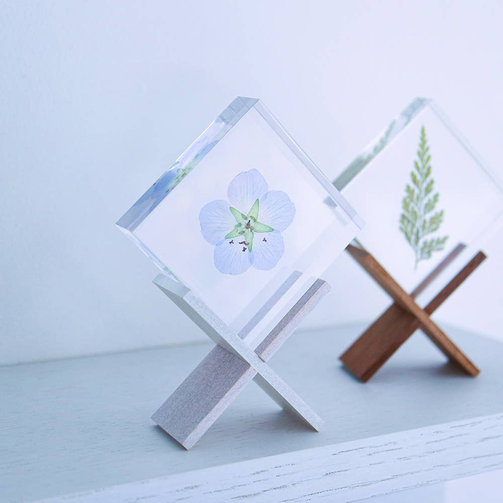Nemophila Sola Cube