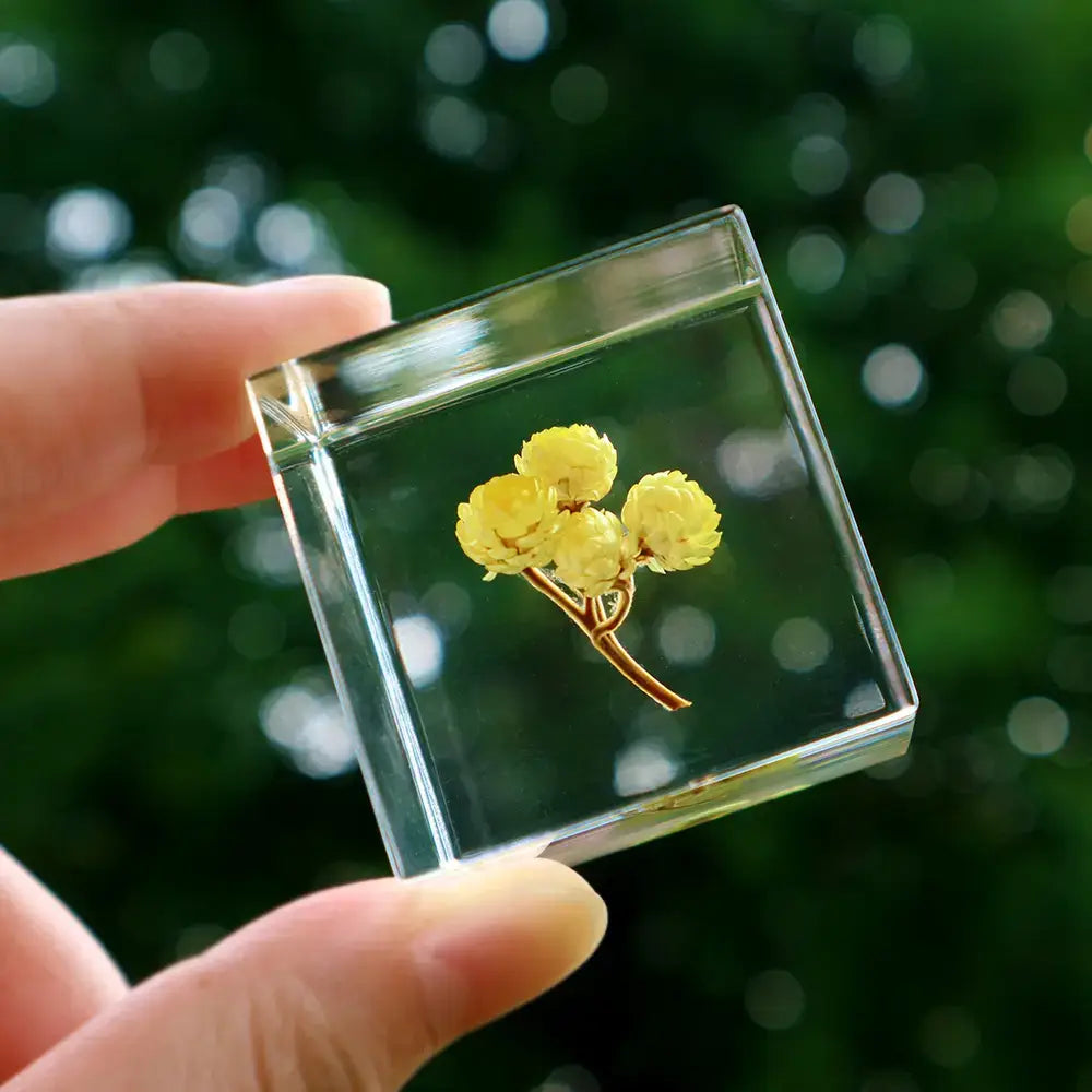 Immortelle Sola Cube