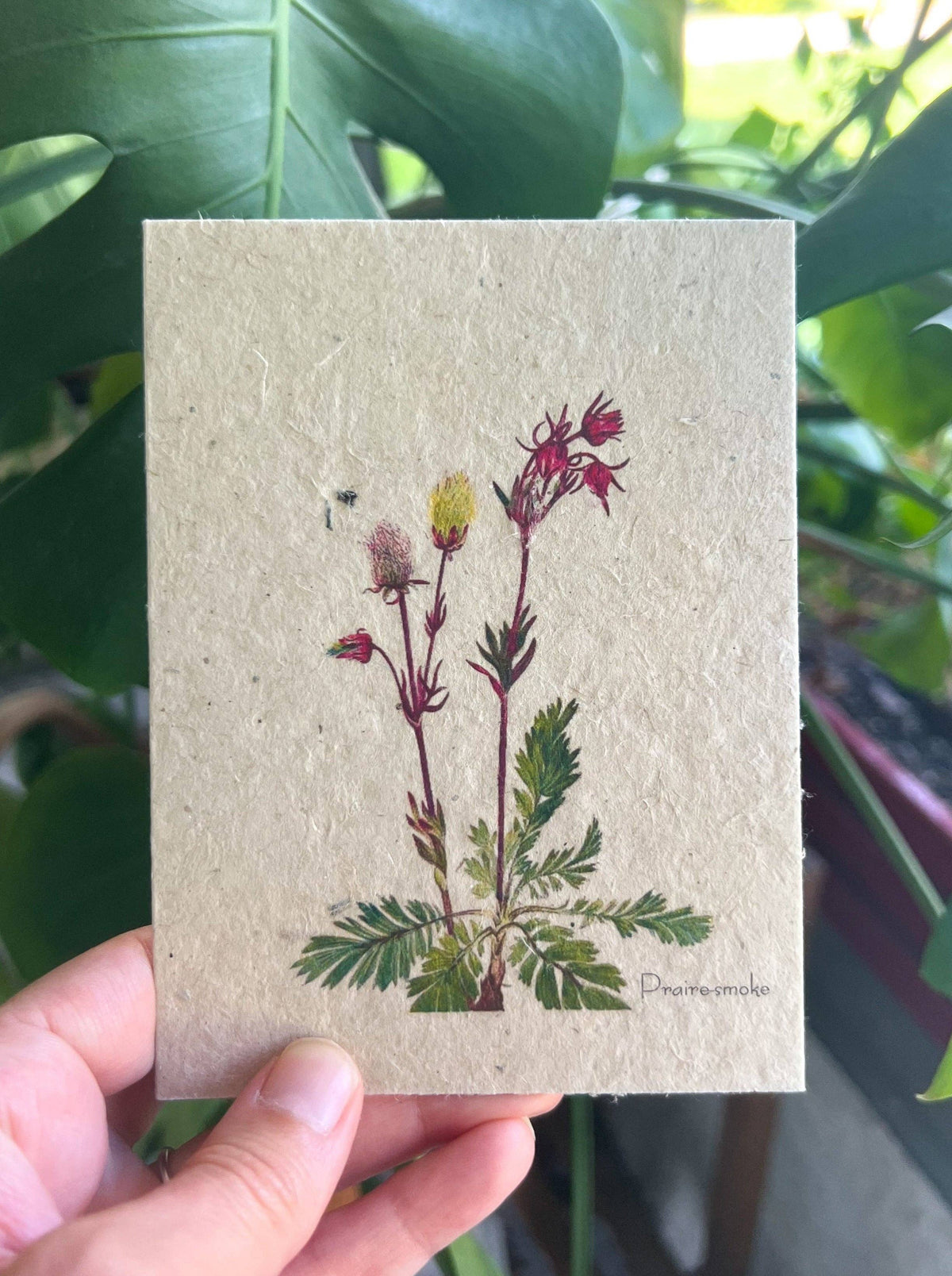 Prairie-Smoke Plantable Seed Card