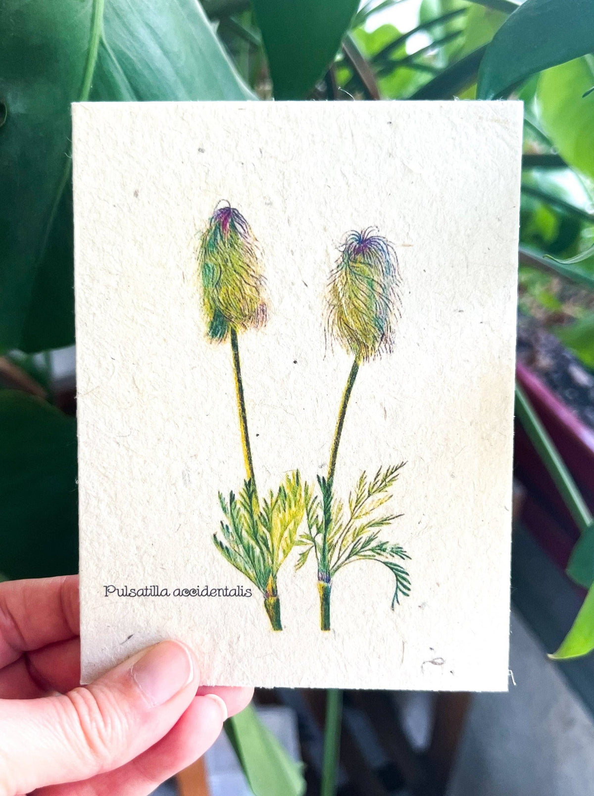 Pulsatilla Accidentalis Plantable Seed Card