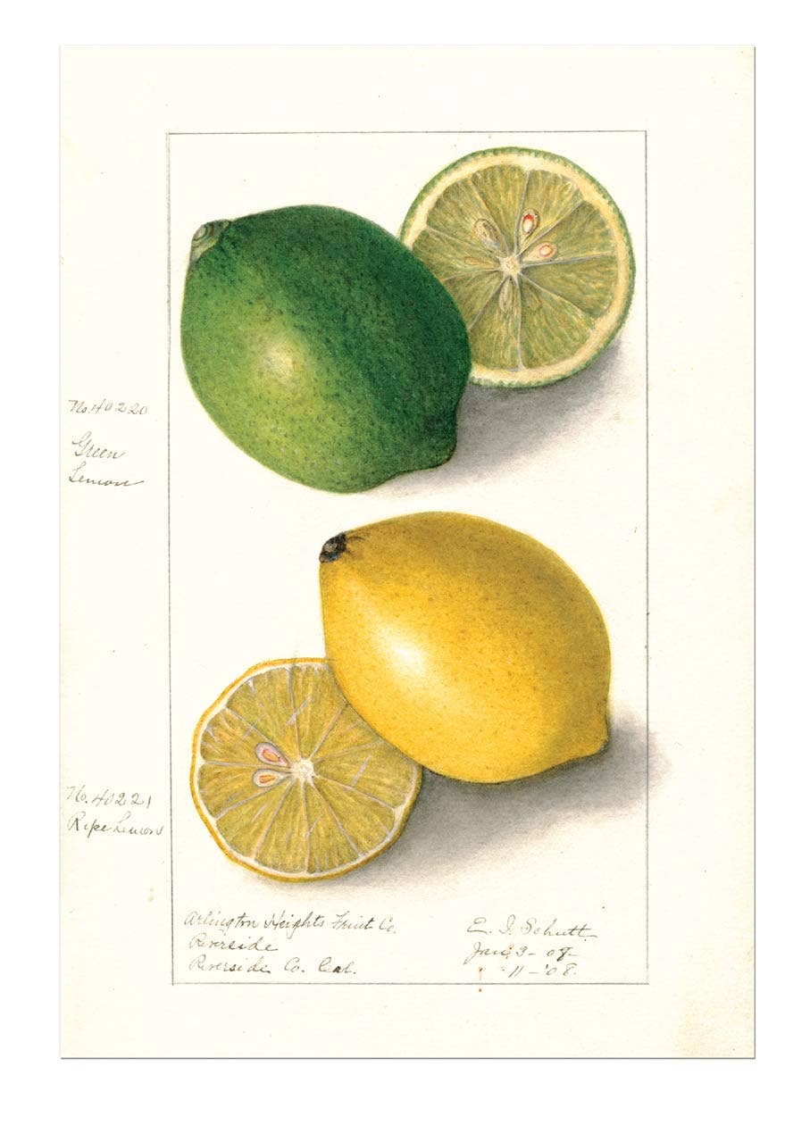 Fabulous Fruits - Everyday Boxed Cards