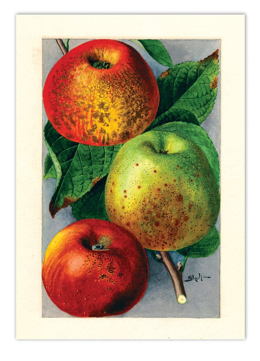 Fabulous Fruits - Everyday Boxed Cards