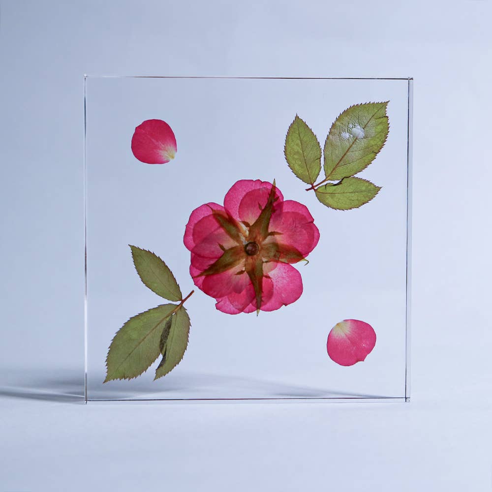 Rose / Large Sola Cube