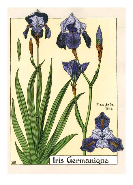 Art Nouveau in Bloom - Everyday Boxed Cards