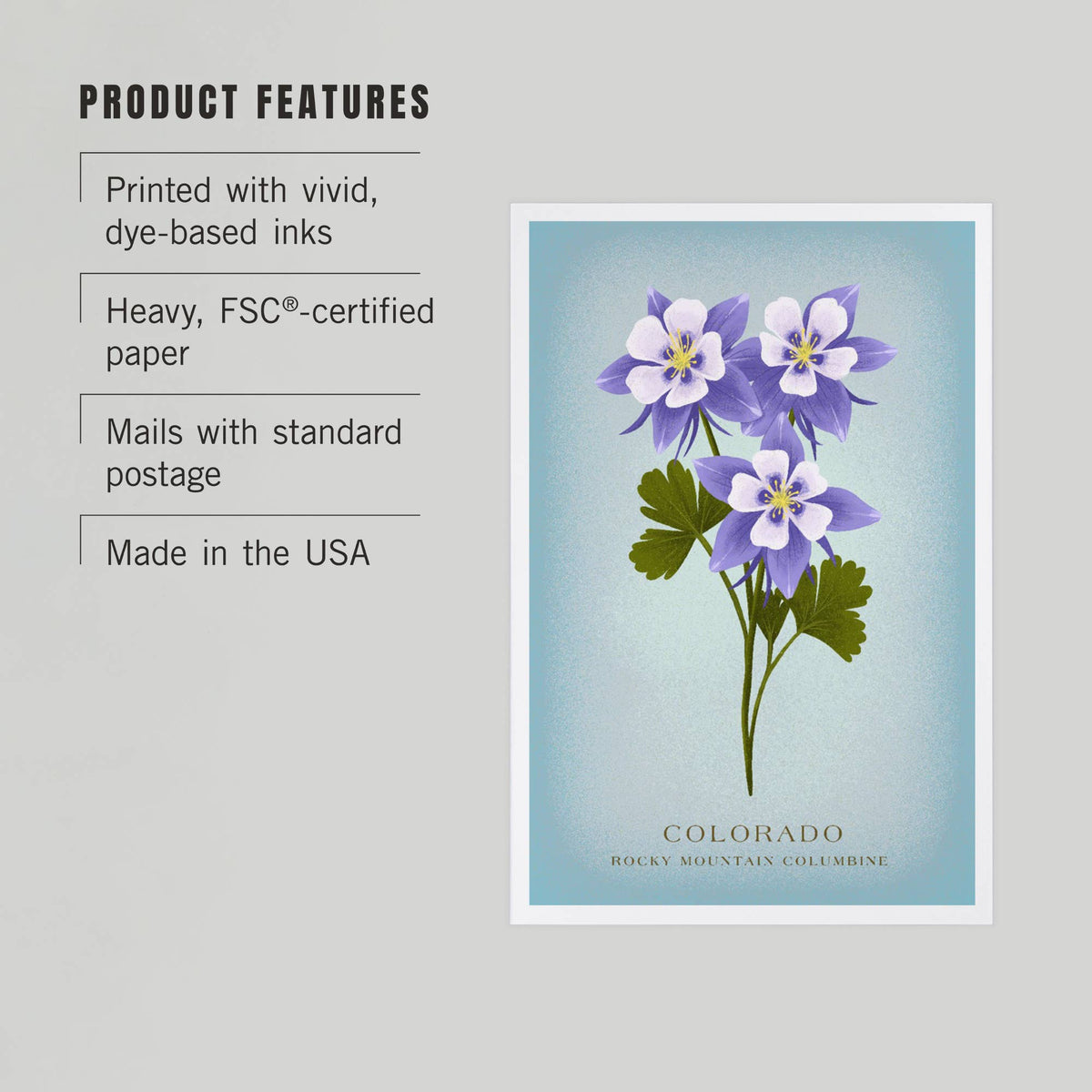 Rocky Mountain Columbine Postcard