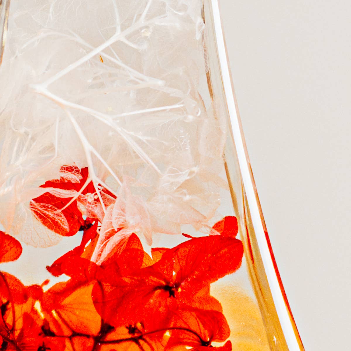 Close-up of red flowers with a textured white background