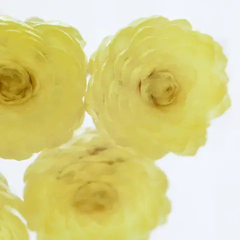 Immortelle Sola Cube