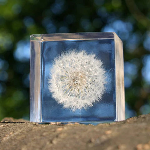 Dandelion Sola Cube (2&quot;)