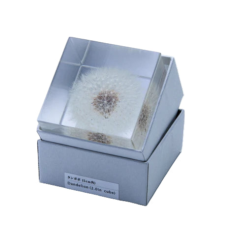 Dandelion Sola Cube (2&quot;)