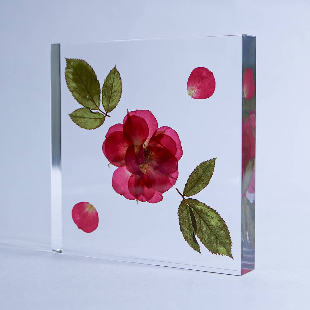 Rose / Large Sola Cube
