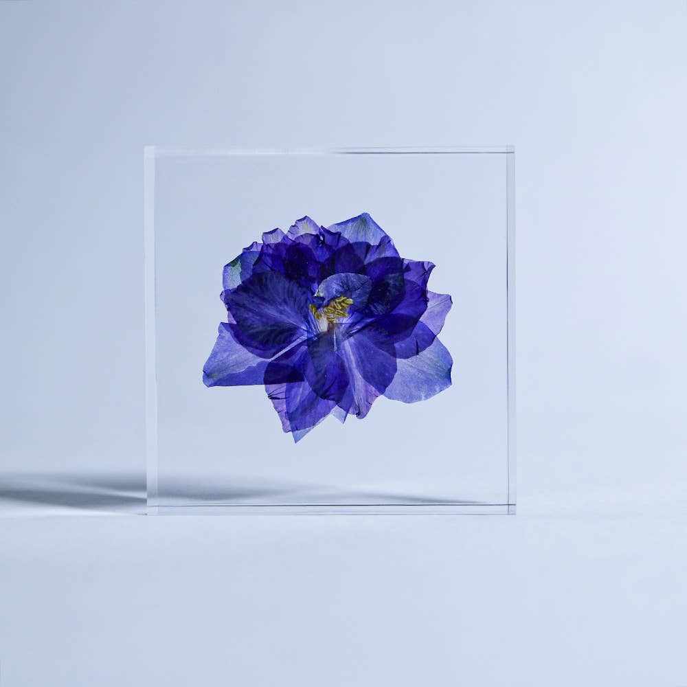 Larkspur Sola Cube