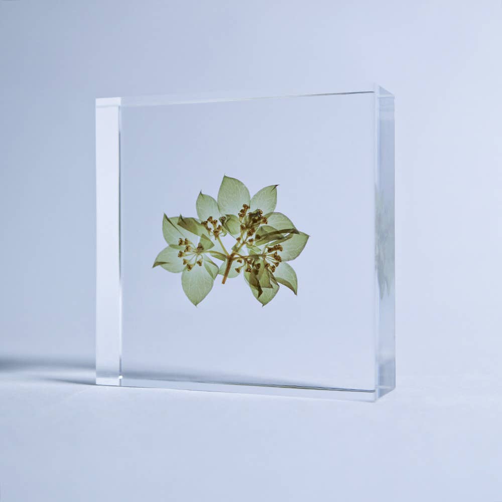 Hare's Ear Sola Cube