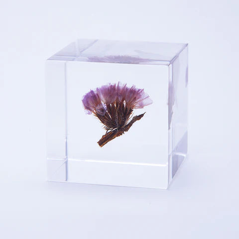 Statice Sola Cube