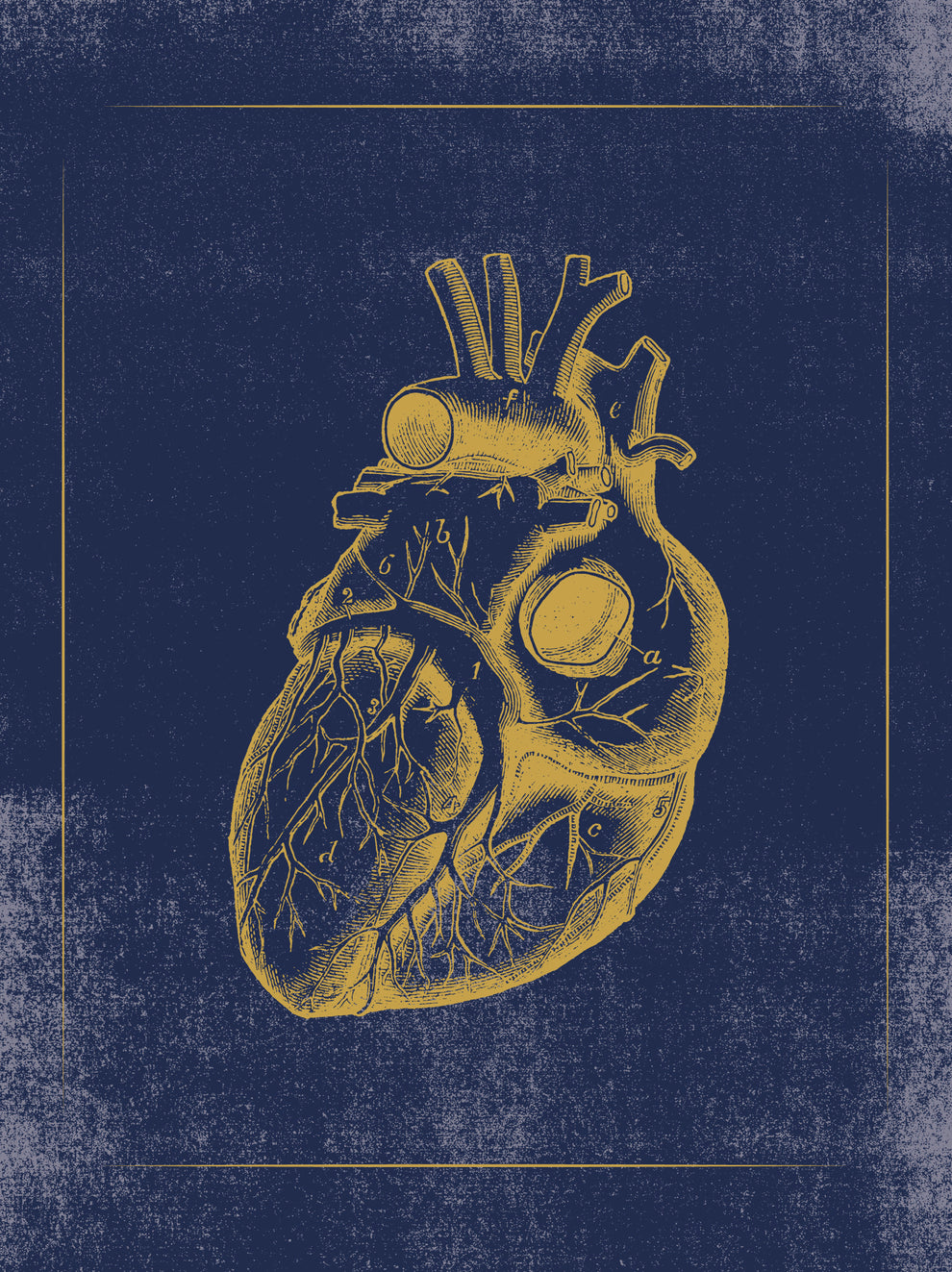 Vintage Anatomy Slipcase Boxed Notecards