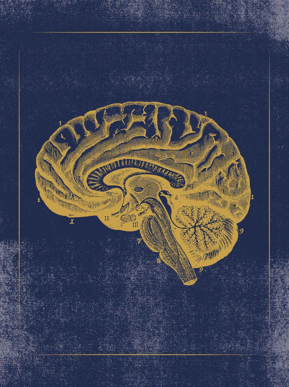Vintage Anatomy Slipcase Boxed Notecards