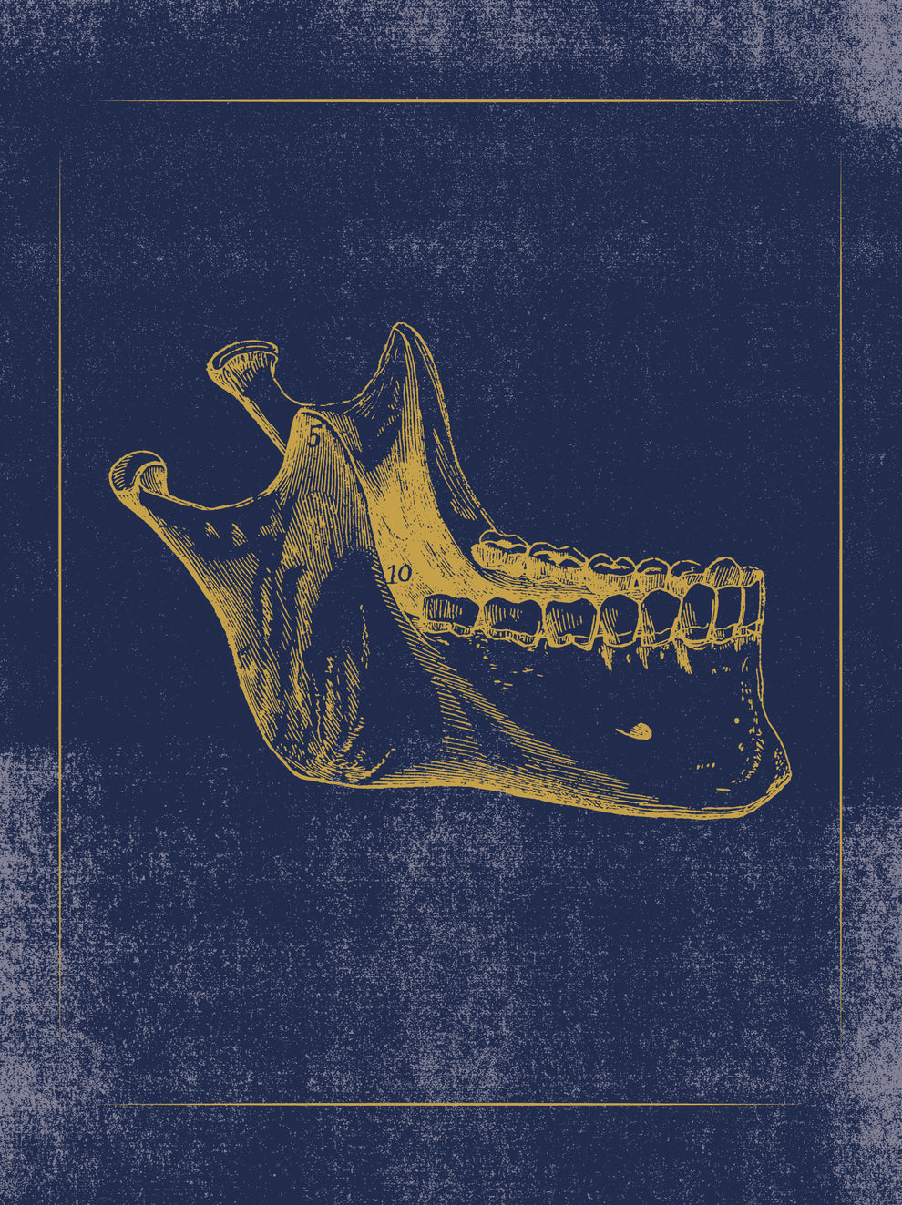 Vintage Anatomy Slipcase Boxed Notecards
