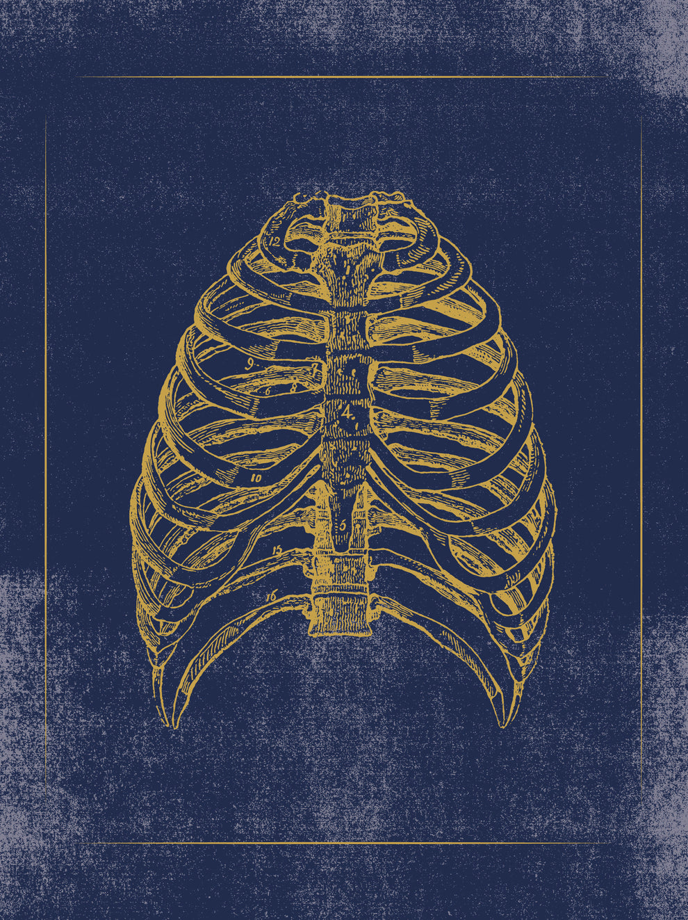 Vintage Anatomy Slipcase Boxed Notecards