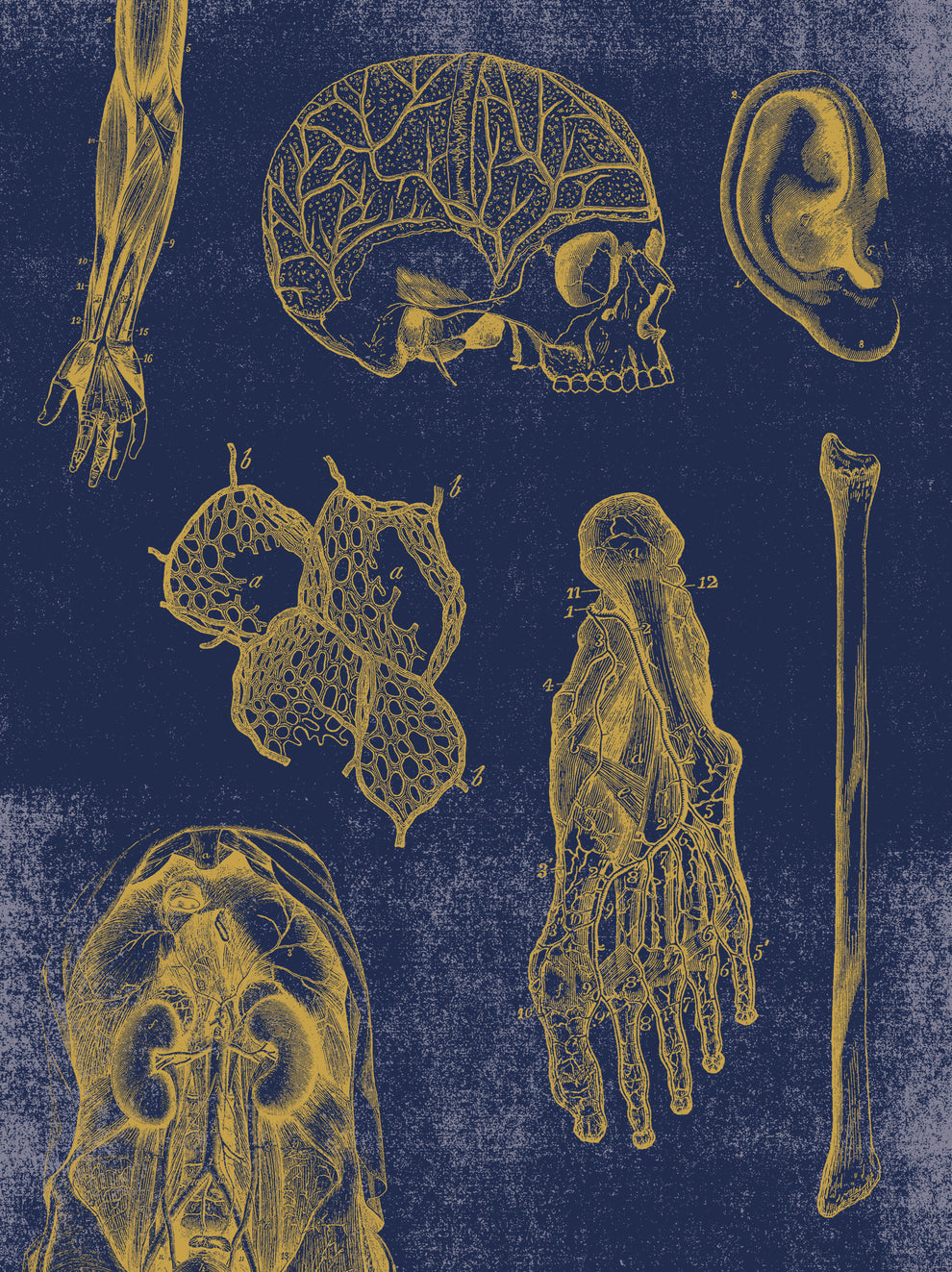 Vintage Anatomy Slipcase Boxed Notecards