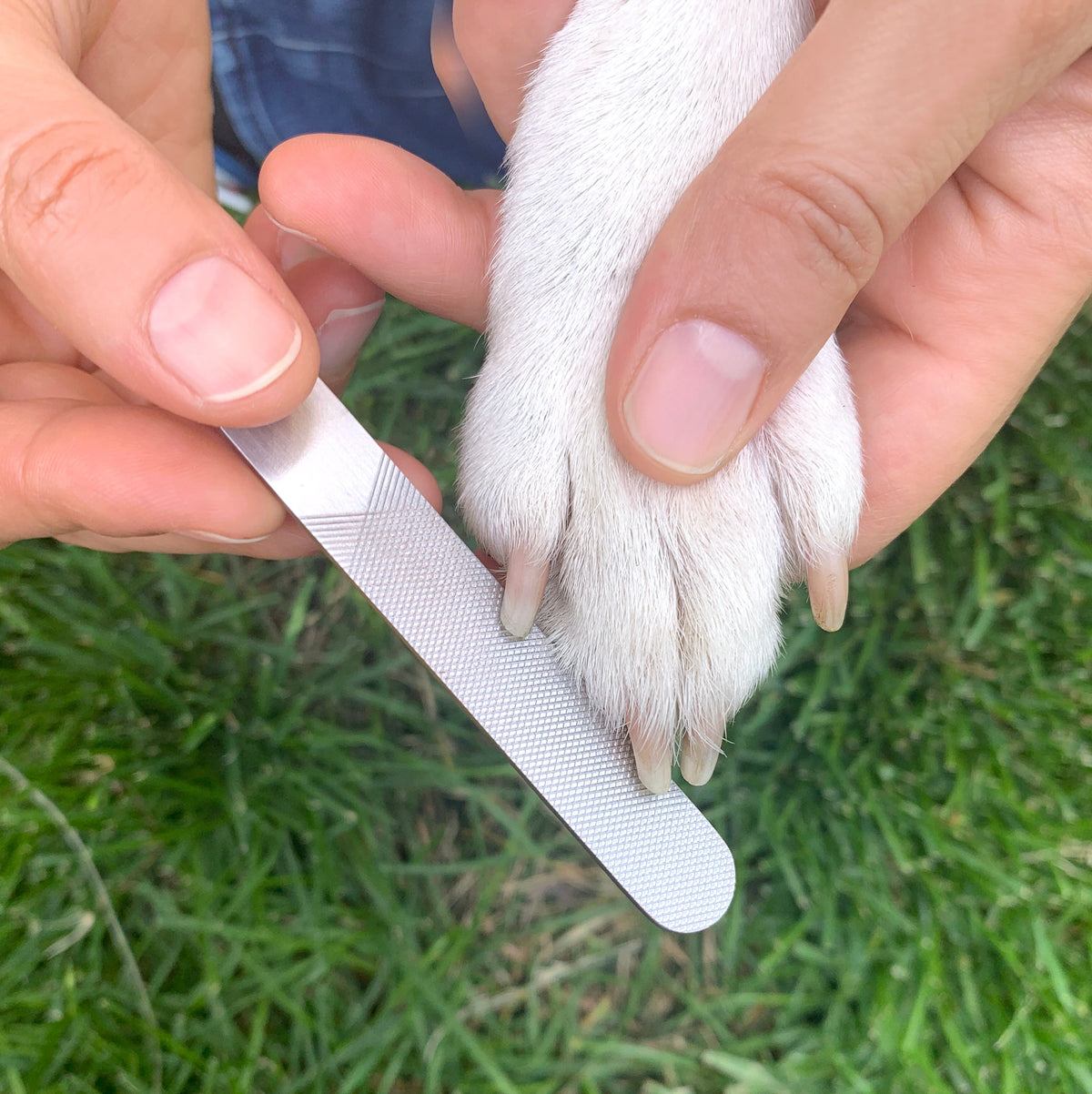 Person filing a dog&#39;s paw with a nail file on grass