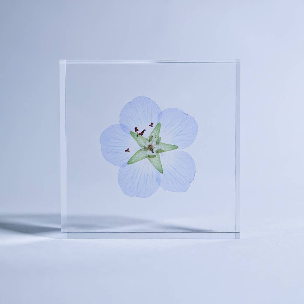 Nemophila Sola Cube
