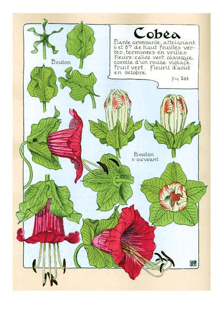 Art Nouveau in Bloom - Everyday Boxed Cards