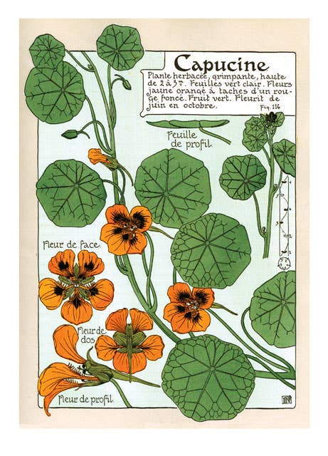 Art Nouveau in Bloom - Everyday Boxed Cards