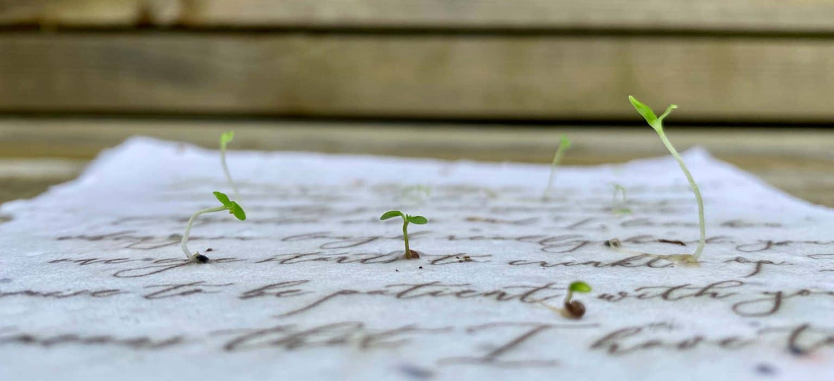 Mountain Trees Plantable Seed Card