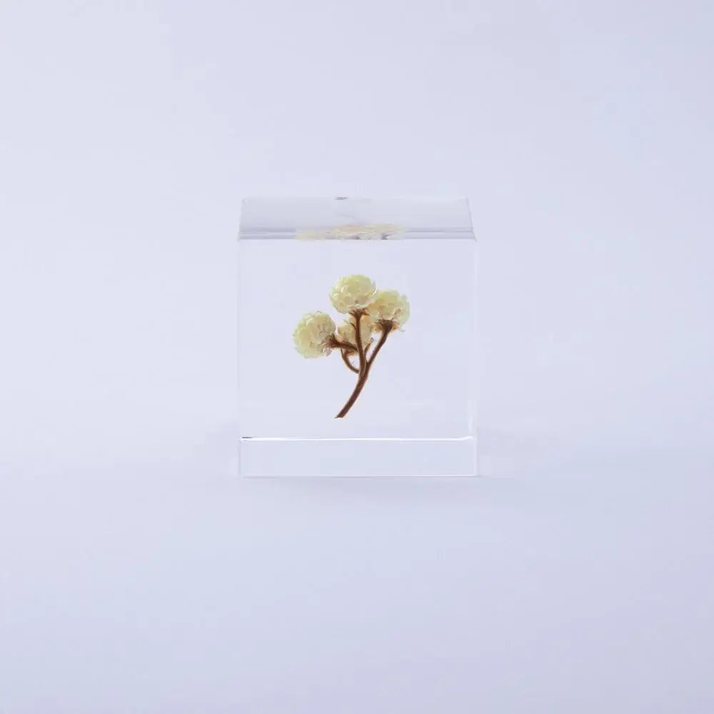 Immortelle Sola Cube
